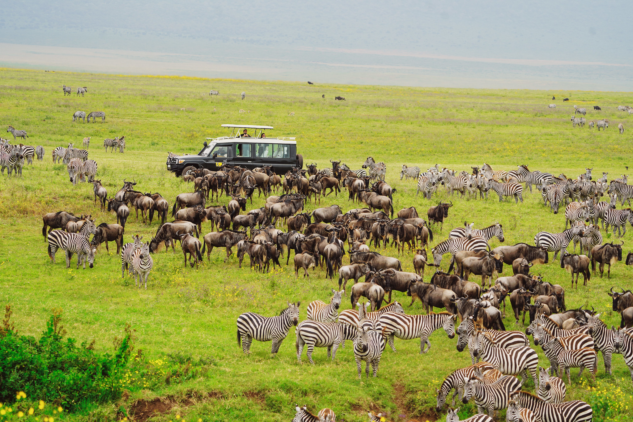 Safari Tours