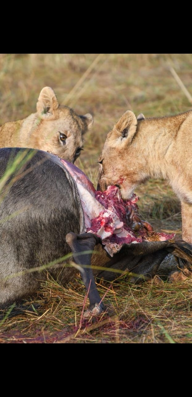 Kilimora Safari Tour