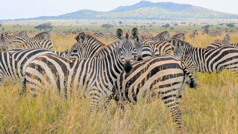 Kilimora Safari Tour