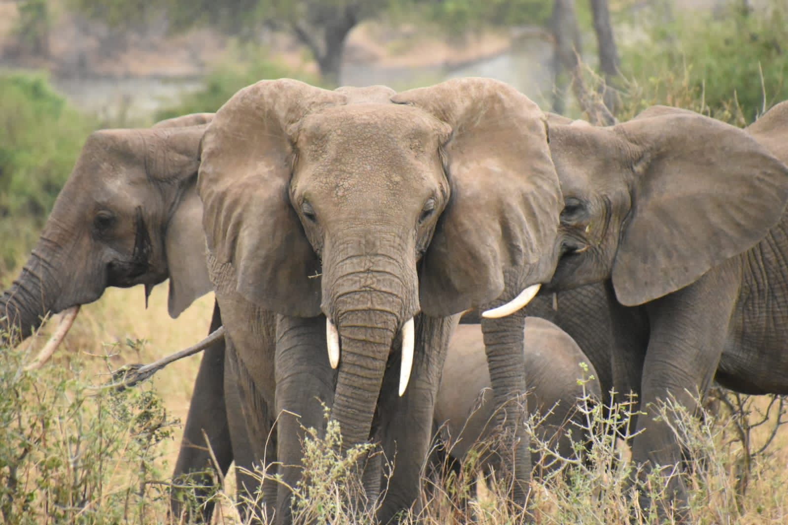 Wildebeest River Crossing