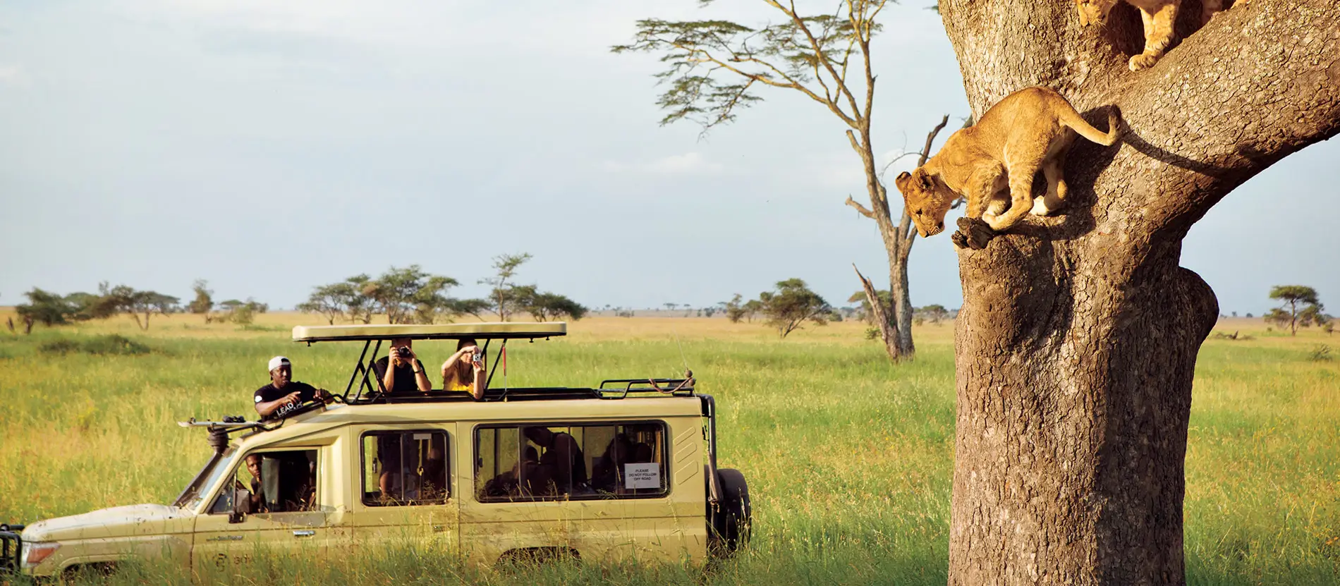 Lion resting on open grassland in the Serengeti during a Big Five safari